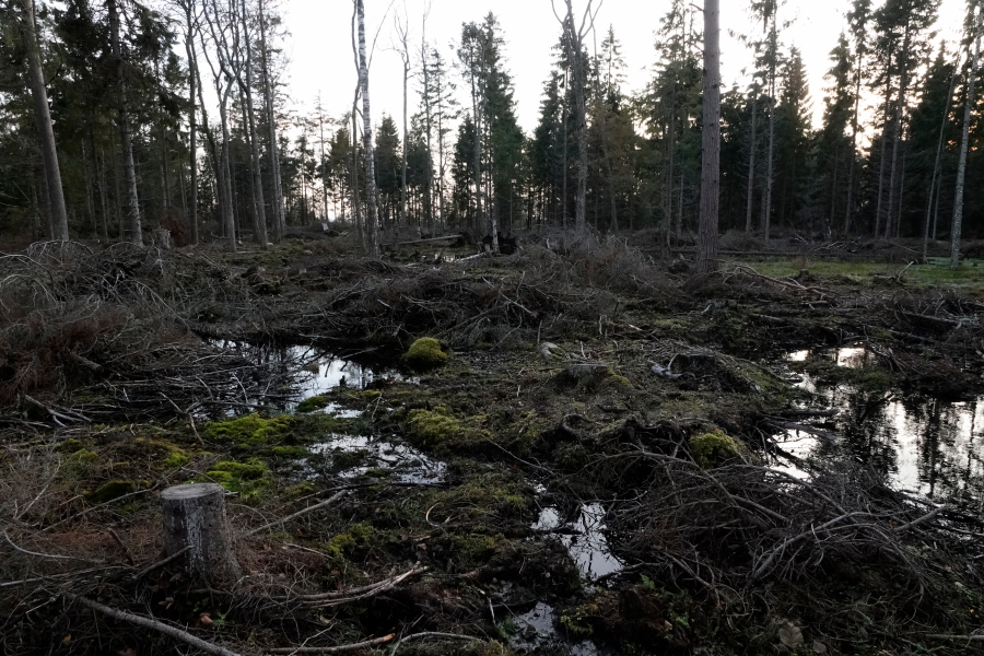 K�rjen mets�nhoitoa