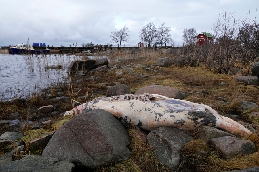 Harmaahylkeen raato ja Kruununm�lj�