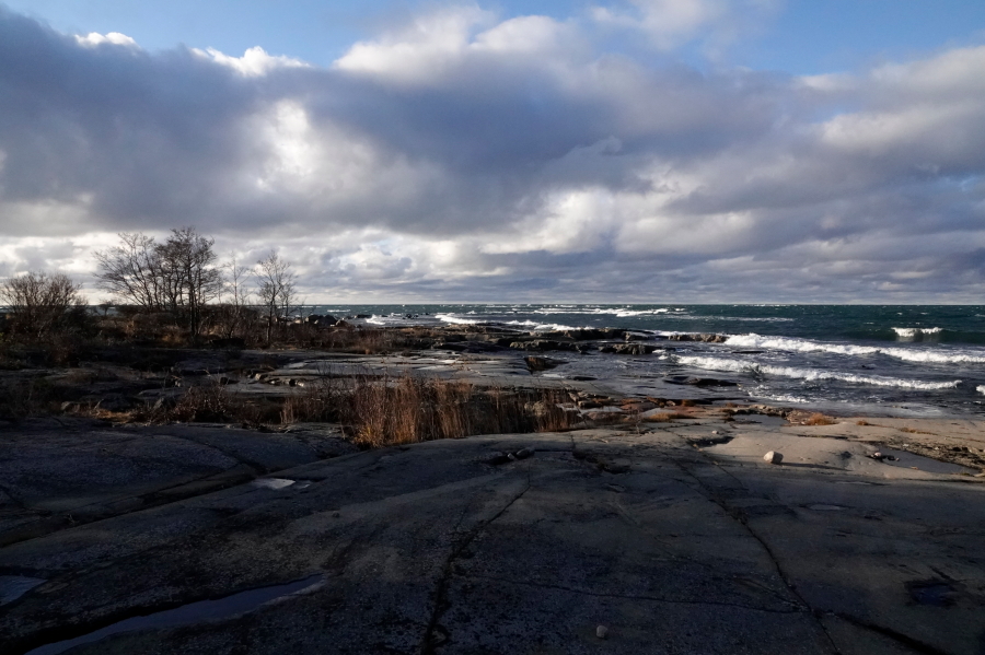 L�nnennokka
