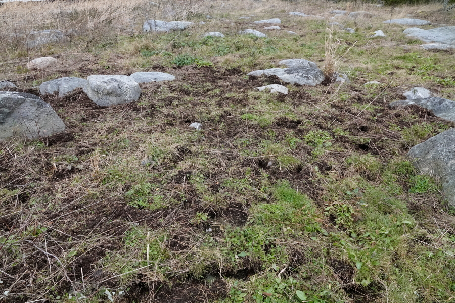 Domarkobban, myyrän jälkiä