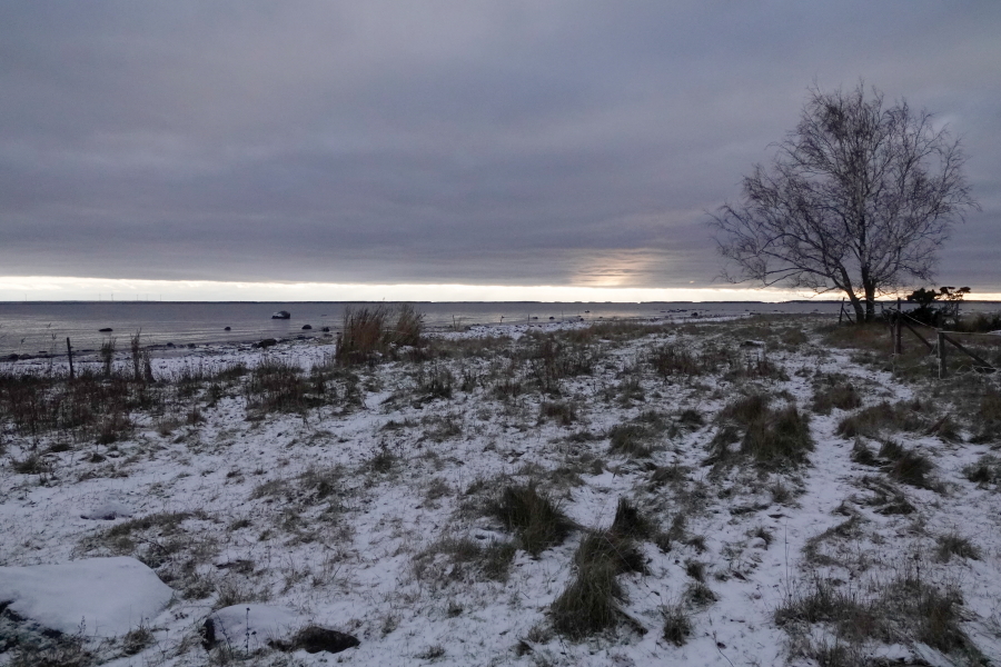 Peräkulman koivu ja vilahdus auringosta Peräkulman koivu ja vilahdus auringosta
