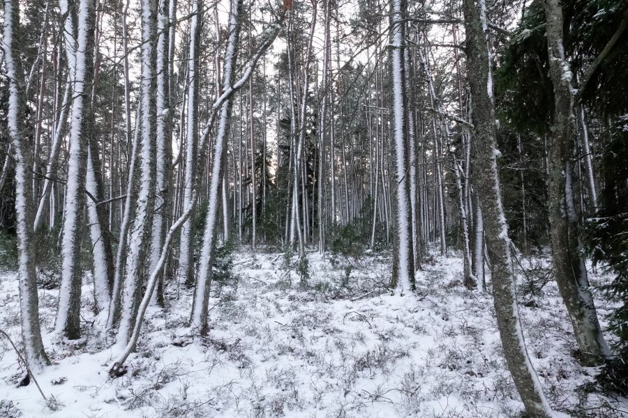Saanteen kärkimetsää Saanteen kärkimetsää