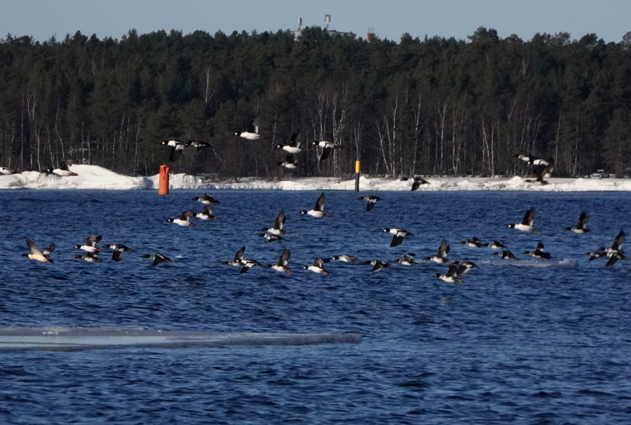 Telkät
