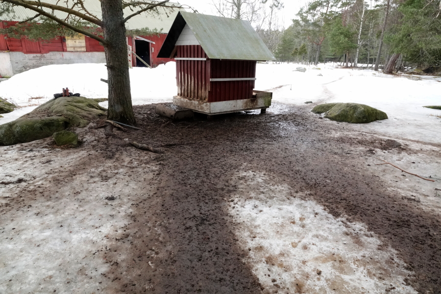 Muflonruokinta ja jäljet Muflonruokinta ja jäljet