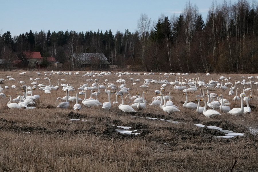 Laulujoutsenia Laulujoutsenia