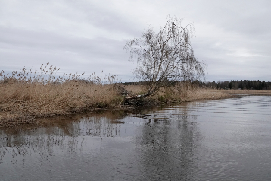 Koivu ja majavanpesä Koivu ja majavanpesä