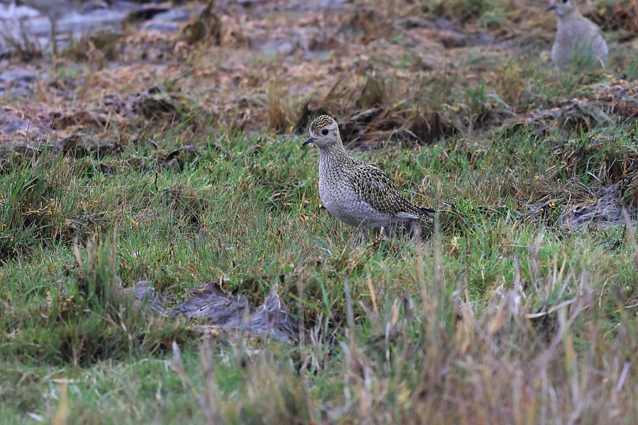 Kapustarinta Kapustarinta