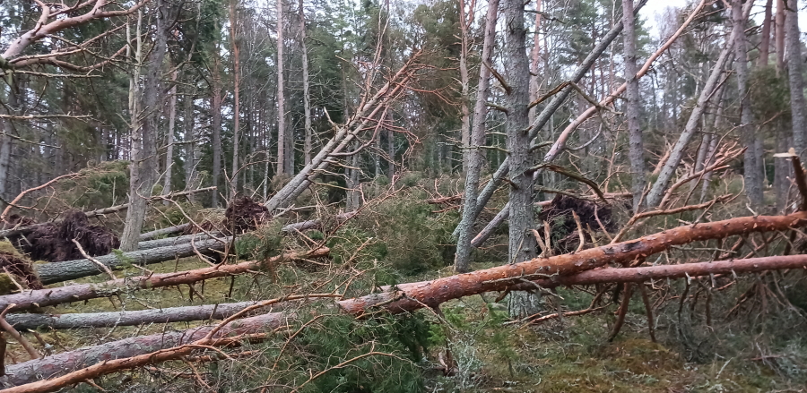 Lännennokan kaatuneet puut