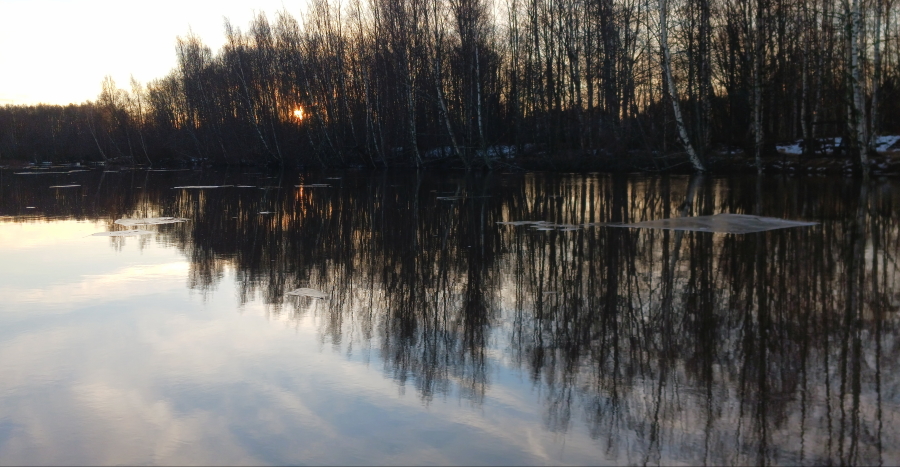 Aurinko koivujen takana
