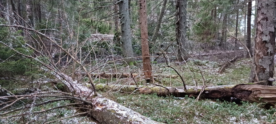 Oikeaa metsää