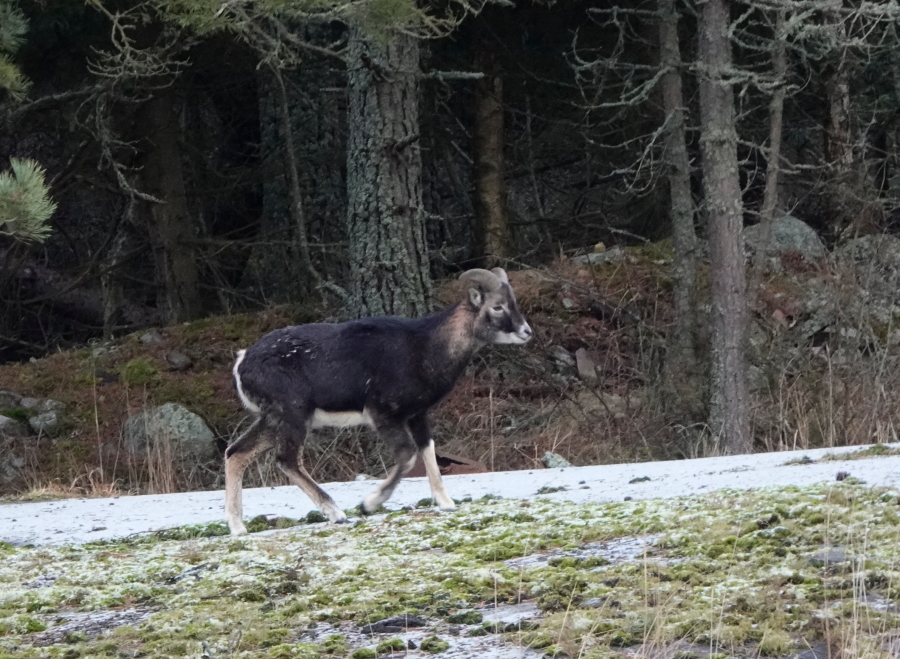 Mufloni, nuori uros Mufloni, nuori uros