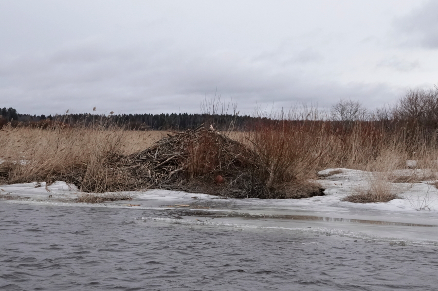 Isojuovan majavanpesä Isojuovan majavanpesä