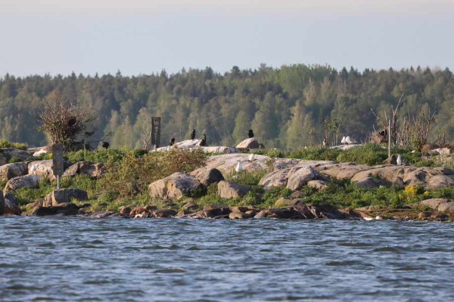 Långberget. Merimetsojen pesiä. Långberget. Merimetsojen pesiä.