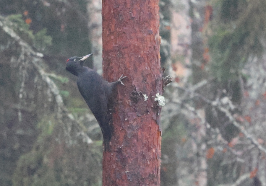 Palokärki