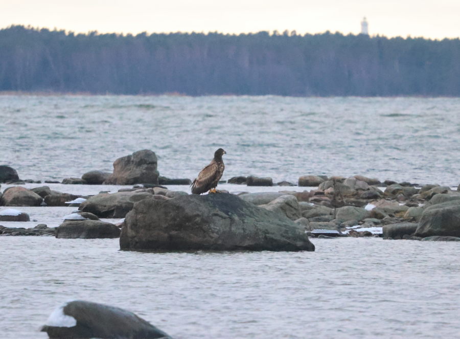 Merikotka, nuori