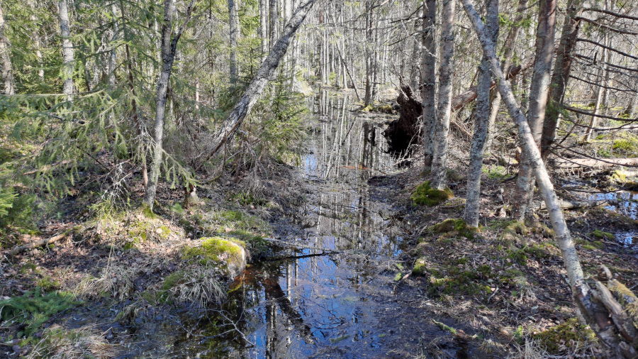 Hanhiston polku