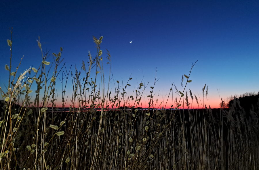 Paju, kuu, Venus