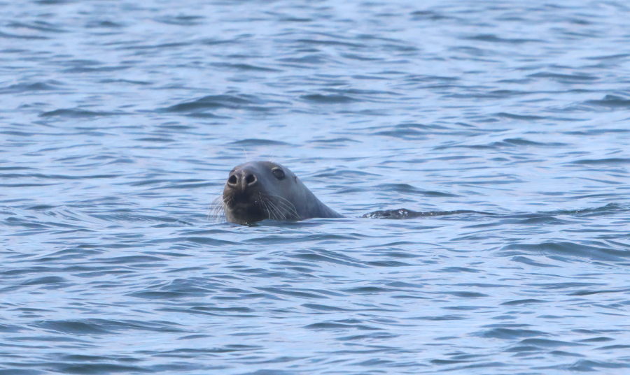 Halli