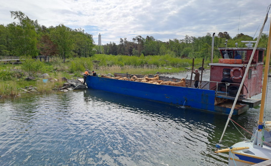 Lehmät puretaan saareen