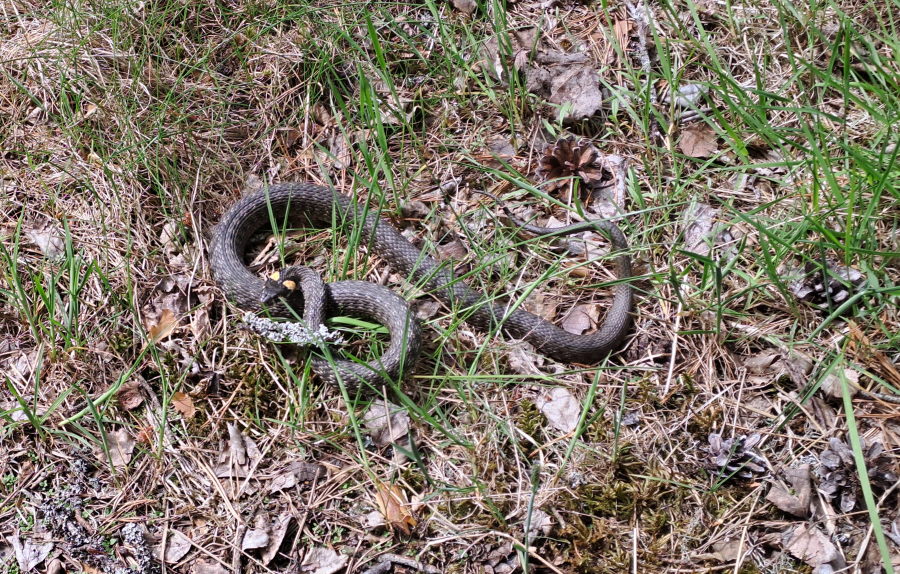 Rantakäärme