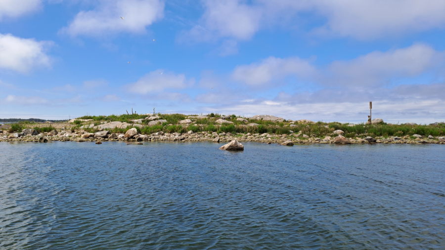 Norrgåsin